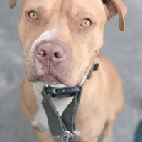 سگ گمشده در فرودگاه مهراباد|حیوانات|تهران, فرودگاه مهرآباد|دیوار