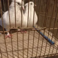 کفترسفید،کاکل میخ،چشم سفیدپرشی