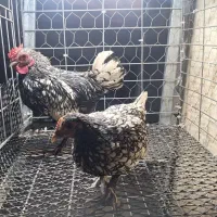 یک جفت سبرایت سیلور و دو عدد خروس کوشین