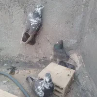 سلام خدمت عشق بازان