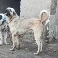 واگذاری پژدر ۱۱ماهه استثنایی