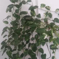 گل با گلدان فلزی