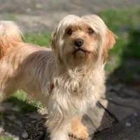 سگ خانگی باهوش