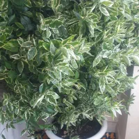 گل طبیعی وشاداب|گل و گیاه طبیعی|سنندج, |دیوار