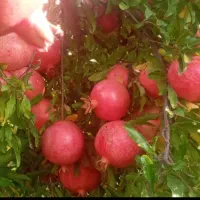 انار کوهنانی درجه یک چین اول