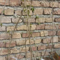 نهال فندق شبستر