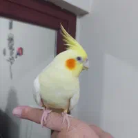 عروس هلندی لوتینو ماده رام شش ماهه مست مست|پرنده|رشت, یخسازی|دیوار