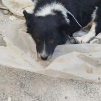 یک عدد سگ از نژاد ترکیبی بوردر کولی واگذار می شود|سگ|مشهد, امیریه|دیوار