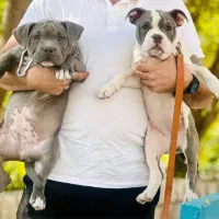 امریکن بولداک اصیل و خاص|سگ|کرمانشاه, |دیوار