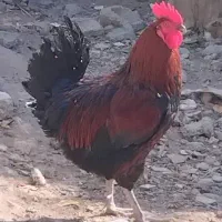 خروس مرغ کرچ شو جوان