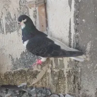 3کفتر آس