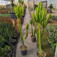 گل افروبیا اره فقط 300