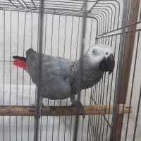 کاسکو|پرنده|اهواز, شهرک دانشگاه|دیوار