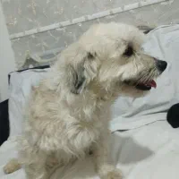 سگ شیتزو|سگ|قزوین, |دیوار