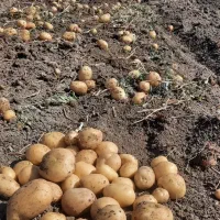 سیب زمینی پانامرا ۴۰۱. خوش رنگ و با کیفیت