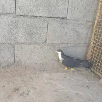 کبوترتاختی|پرنده|ایرانشهر, |دیوار