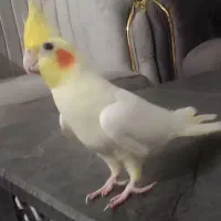 گمشده. طوطی عروس . گمشده