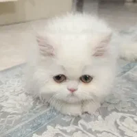 گربه پرشین دال فیس|گربه|بندرعباس, |دیوار