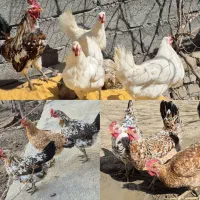 تخم مرغ گلین نطفه دار زیر قیمت تمام اگهی ها
