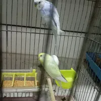 مرغ عشق رنگ خاص با 3تاجوجه