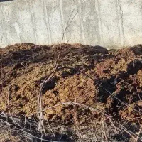 کود گاوداری|خدمات باغبانی و درختکاری|مراغه, |دیوار