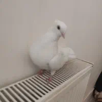 کبوتر ماده|پرنده|هشتگرد, شهرک المهدی|دیوار