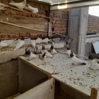 فروش کبوتر نروماده|پرنده|آذرشهر, |دیوار