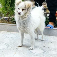 فروش فوری سگ