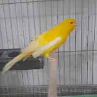 فروش تعدادی قناری