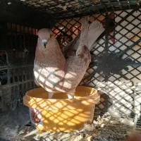 کفتر|پرنده|نظرآباد, شهرک فرهنگیان|دیوار