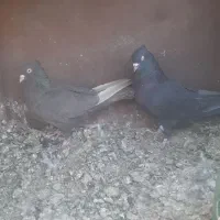 کبوتر سیاه سرکه ای|پرنده|مرودشت, کناره|دیوار