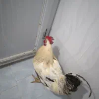 خروس‌محلی‌تازه‌از‌خلخال‌اومده‌هرکی‌خواست‌در‌خدمتم|حیوانات مزرعه|نسیم‌شهر, |دیوار