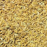 کری چلتوک لنجان عطر بو عالی  بهترین کفیت پرمغز|خوردنی و آشامیدنی|لنجان, |دیوار