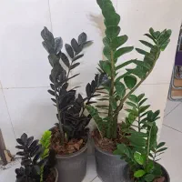 انواع گل و گیاه با تخفیف ویژه|گل و گیاه طبیعی|بیرجند, |دیوار