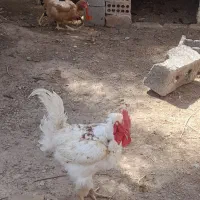 مرغ و خروس