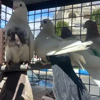 کبوتر های سالم و سرحال برای جوجه گیری