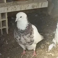 کفتر گم شده