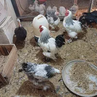 فروش مرغ وخروس وجوجه وتخم نطفه دار|حیوانات مزرعه|کوهسار (البرز), |دیوار