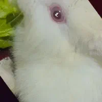 خرگوش لوپ