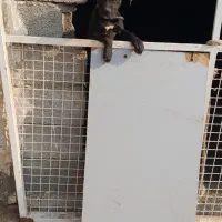 پیتبول معاوضه