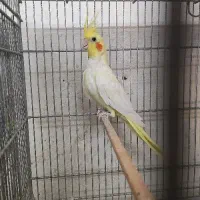 عروس هلندی نر لوتینو