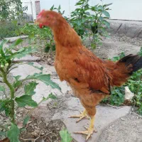 خروس محلی اصیل