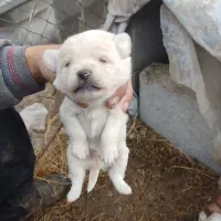 واگذاری توله سگ های پاکوتاه