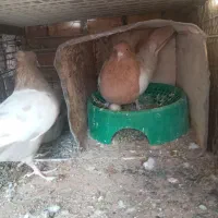 سینه ای|پرنده|زرند, |دیوار