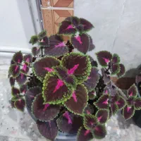 گل طبیعی خونگی