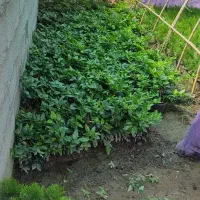 پالم یاس فوتونیا شمشاد|گل و گیاه طبیعی|کلاچای, |دیوار