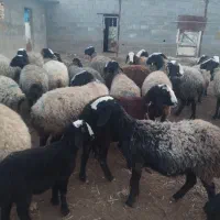 35راس میش|حیوانات مزرعه|اسفرورین, |دیوار