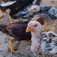 مرغ و خروس لاری ریش|حیوانات مزرعه|طرقبه, |دیوار