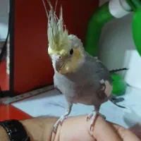 عروس هلندی نر بالغ و دستی