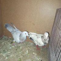 کفتر|پرنده|تربتحیدریه, مسجد جامع|دیوار